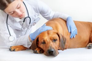 A veterinarian caring for a dog while experiencing the common depression in veterinarians