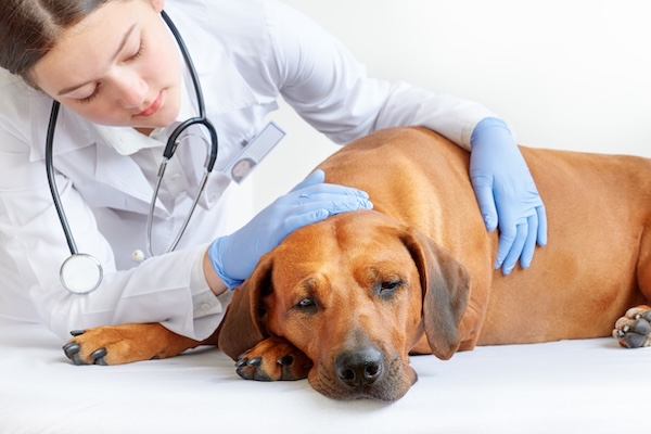 A veterinarian caring for a dog while experiencing the common depression in veterinarians